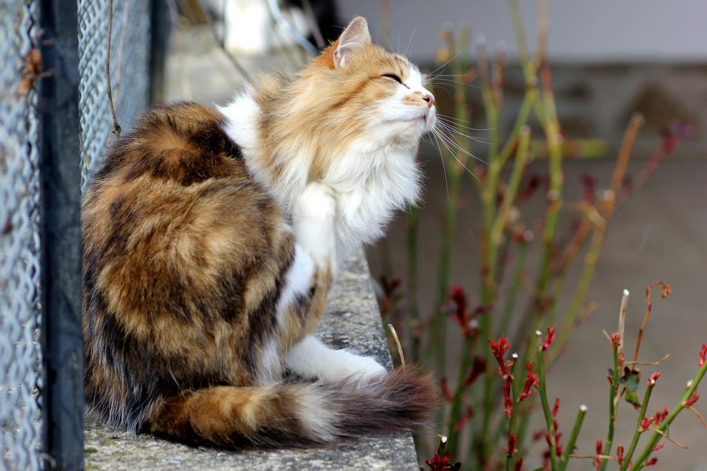 La Maison Des Chats Saint-Mary-le-Plain Exteriör bild