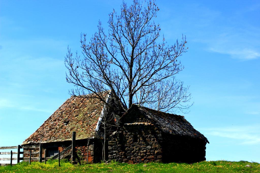 La Maison Des Chats Saint-Mary-le-Plain Exteriör bild